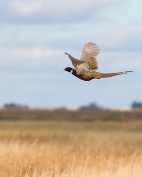 Flying Rooster Pheasant Stock Photos