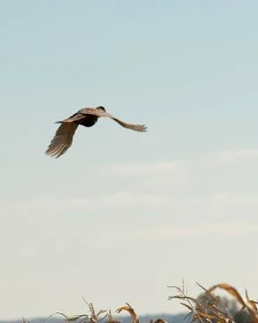 A flying Rooster Pheasant Stock Photos