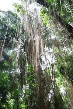 Flying roots Stock Photos