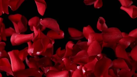 Flying rose petals on black background Stock Footage 160735891