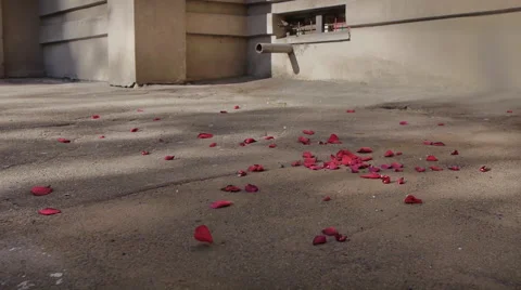 Flying Rose Petals Scene Stock Footage 68591382