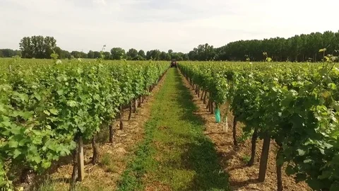 Flying on a row of vines and flying over a tractor Stock Footage 70989925