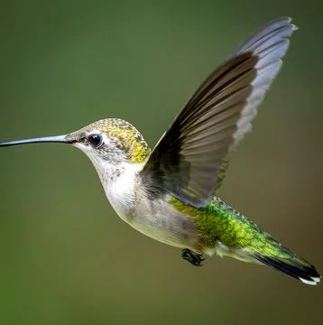 Flying Ruby Throated Hummingbird. Stock Photos