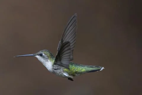 Flying Ruby Throated Hummingbird. Stock Photos
