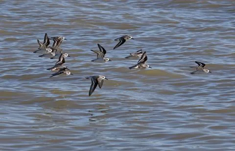 Flying Sanderlings Stock Photos