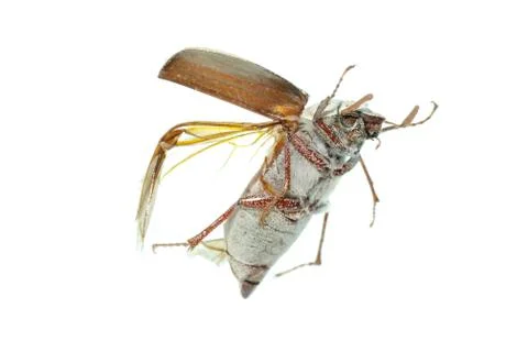 Flying scarab beetle Stock Photos