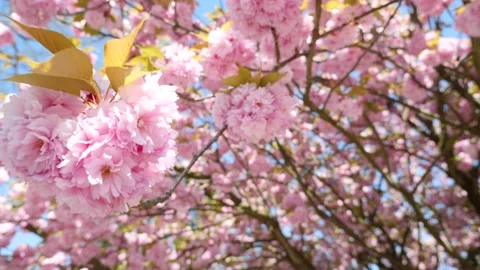 Flying in a sea of blossoms in the cherry tree in spring Stock-Footage 184956255