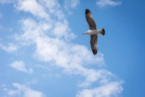 Flying sea gull Foto stock