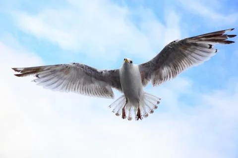 Flying sea-gull Stock Photos