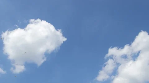 Flying sea gulls 動画素材 65290996