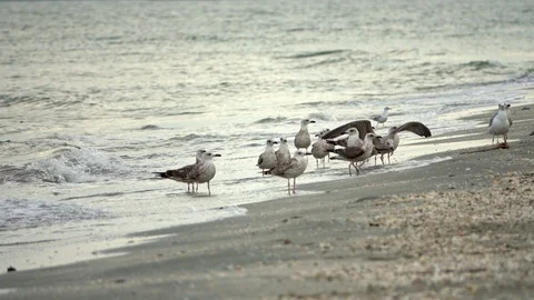 Flying sea gulls Stock-Footage 95079344