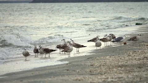 Flying sea gulls 스톡 동영상 95079436