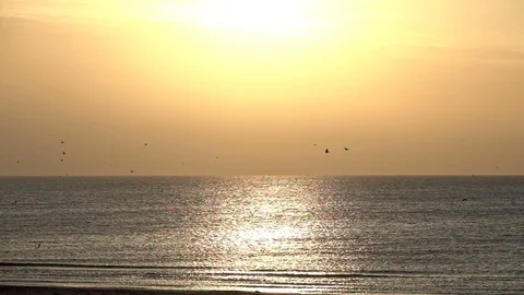 Flying sea gulls Stock Footage 95079494