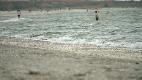 Flying sea gulls Stock-Footage 95079576