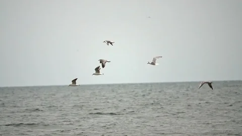 Flying sea gulls Stock Footage 95079620