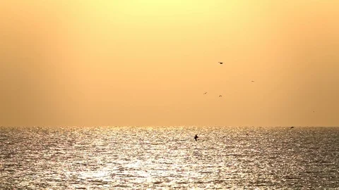 Flying sea gulls Stock Footage 95079694