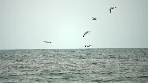 Flying sea gulls Видео 95079718