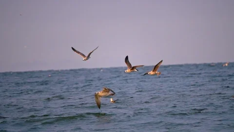 Flying sea gulls Stock Footage 95079743
