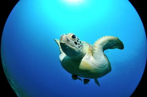 Flying sea turtle Stock Photos