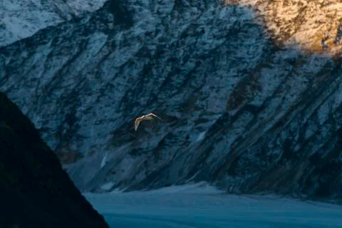 Flying seabird Stock Photos