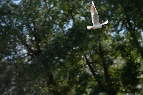 Flying seagul with the trees on the background Stock Photos