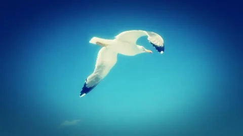 Flying seagull in action Stock Footage 11630365