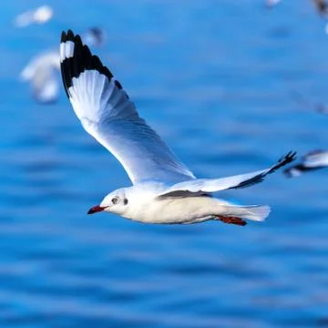 Flying seagull in action Stock Photos