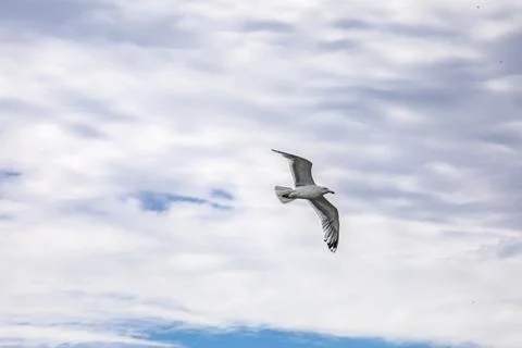 A flying seagull against a backdrop of thunderclouds and billowy clouds Stock Photos