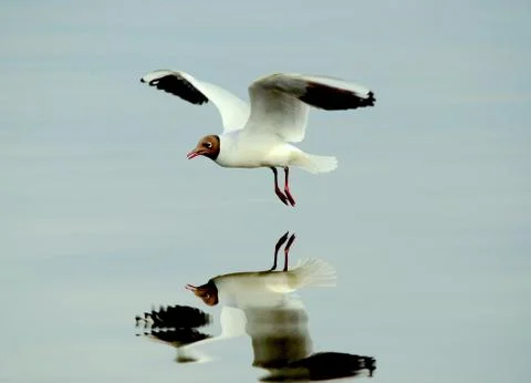 Flying seagull and its reflection in the water Stock Photos