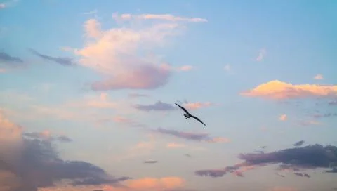 Flying seagull from the back in a colored cloudy sky Stock Photos