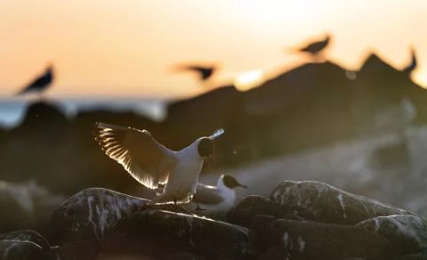 The flying seagull in backlight of the sunset. Sunset  background. The Black- Stock Photos