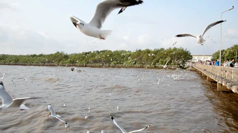 Flying seagull at Bangpoo Stock Footage 35590325
