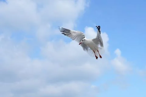 Flying seagull bird Foto stock