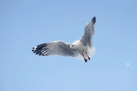 Flying seagull bird Stock Photos