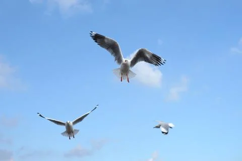 Flying seagull bird Stock Photos
