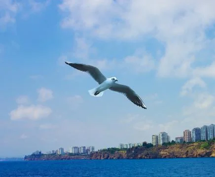 Flying seagull in a blue cloud sky Stock Photos