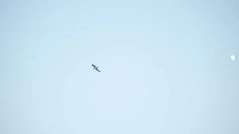 Flying seagull in the blue sky and moon Stock Footage 223346071