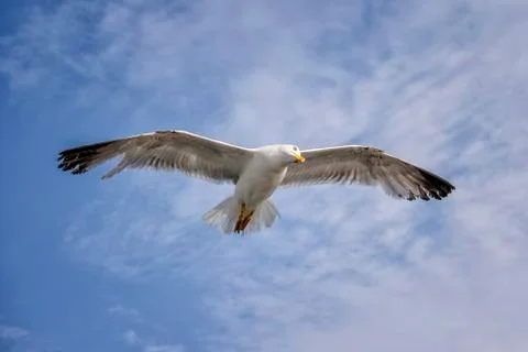 Flying Seagull With Blue Sky Background Stock Photos