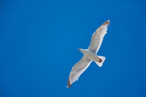 Flying seagull on blue sky Fotos Stock