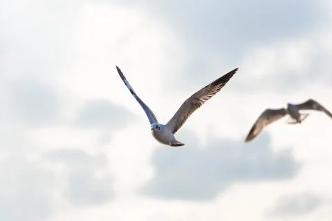 Flying seagull on cloudy sky Stock-Fotos