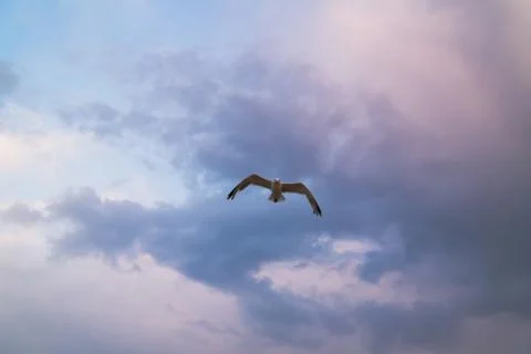 Flying seagull in the cloudy sky Stock Photos
