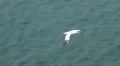 Flying Seagull HD Footage
