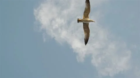 Flying seagull Stock Footage 22244691