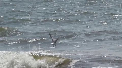 Flying seagull Stock Footage 75324052