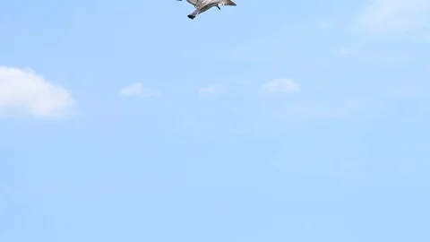 Flying Seagull Stock Footage 81618642