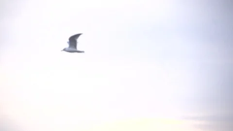 Flying seagull 库存影片 97709706
