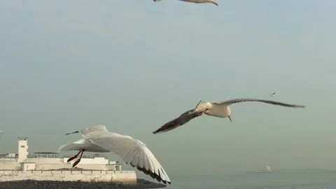 Flying seagull Stock Footage 133412845