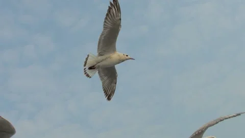 Flying seagull Stock Footage 133414286
