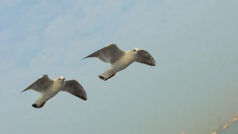 Flying seagull Stock Footage 133414987