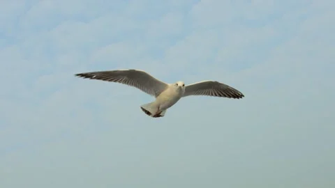 Flying seagull Stock Footage 133415028